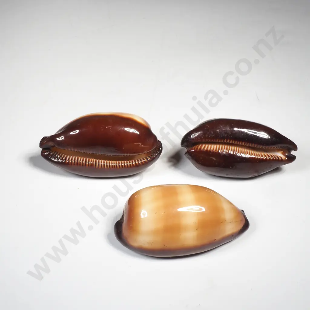 3 x Mole Cowrie Shell Image 1++