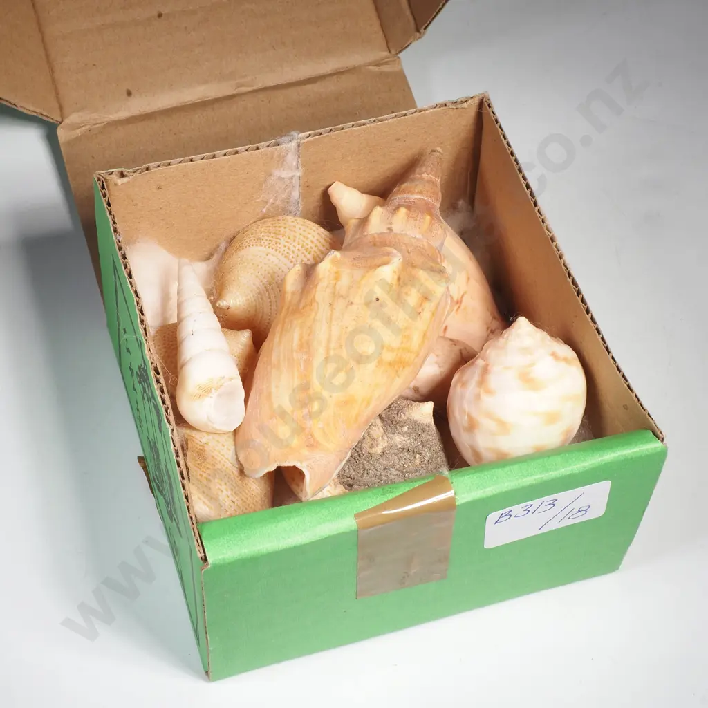 Various Arabic Volute Shells & Callistoma Tampaensis Shells Image 1++