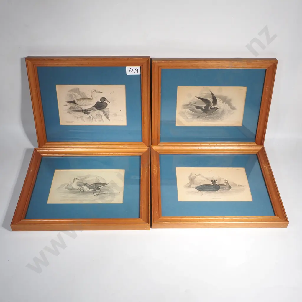 Four 19th Engravings From 'The Naturalists Library' Specifically the Section 'Birds of Great Britain & Ireland ' Image 1++