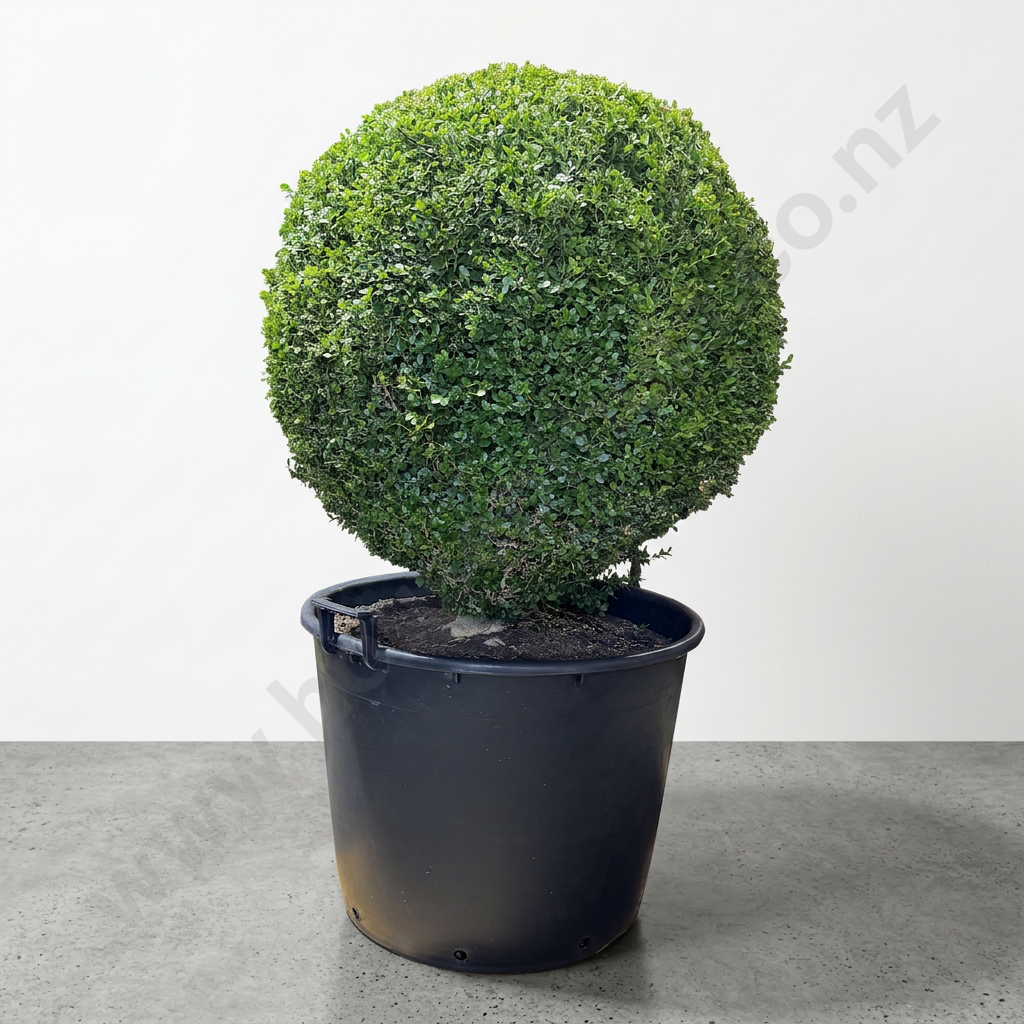 Rare Buxus Suffruticosa Large Ball, 25+ Years Old, Grown by St George Boxwood Nursery Image 1++