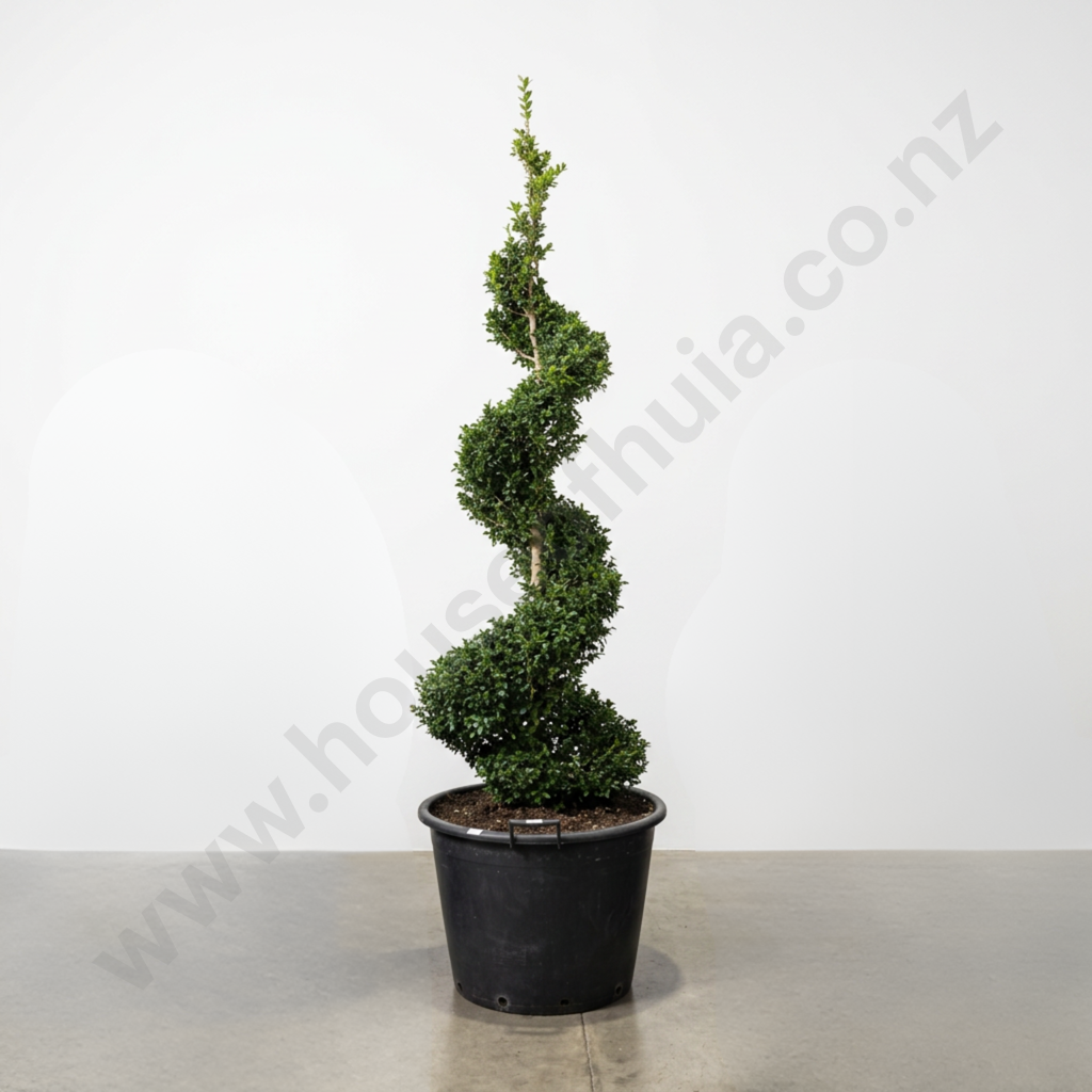 Buxus Sempervirens Spiral, 20 Years Old, H 2180mm Image 1++
