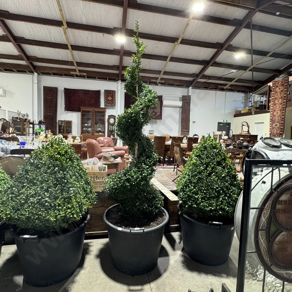 Buxus Sempervirens Spiral, 20 Years Old, H 2180mm Image 1++