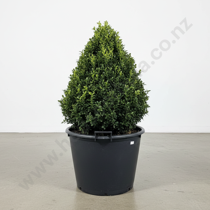 Pyramid Shaped Buxus Sempervirens ' Rotundiflora' w Dark Green Foliage, Age 18+ Years, Hgt 800mm (approx) Image 1++