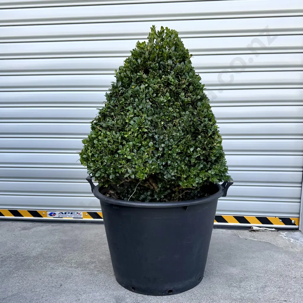 Pyramid Shaped Buxus Sempervirens ' Rotundiflora' w Dark Green Foliage, Age 18+ Years, Hgt 800mm (Approx) Image 1++