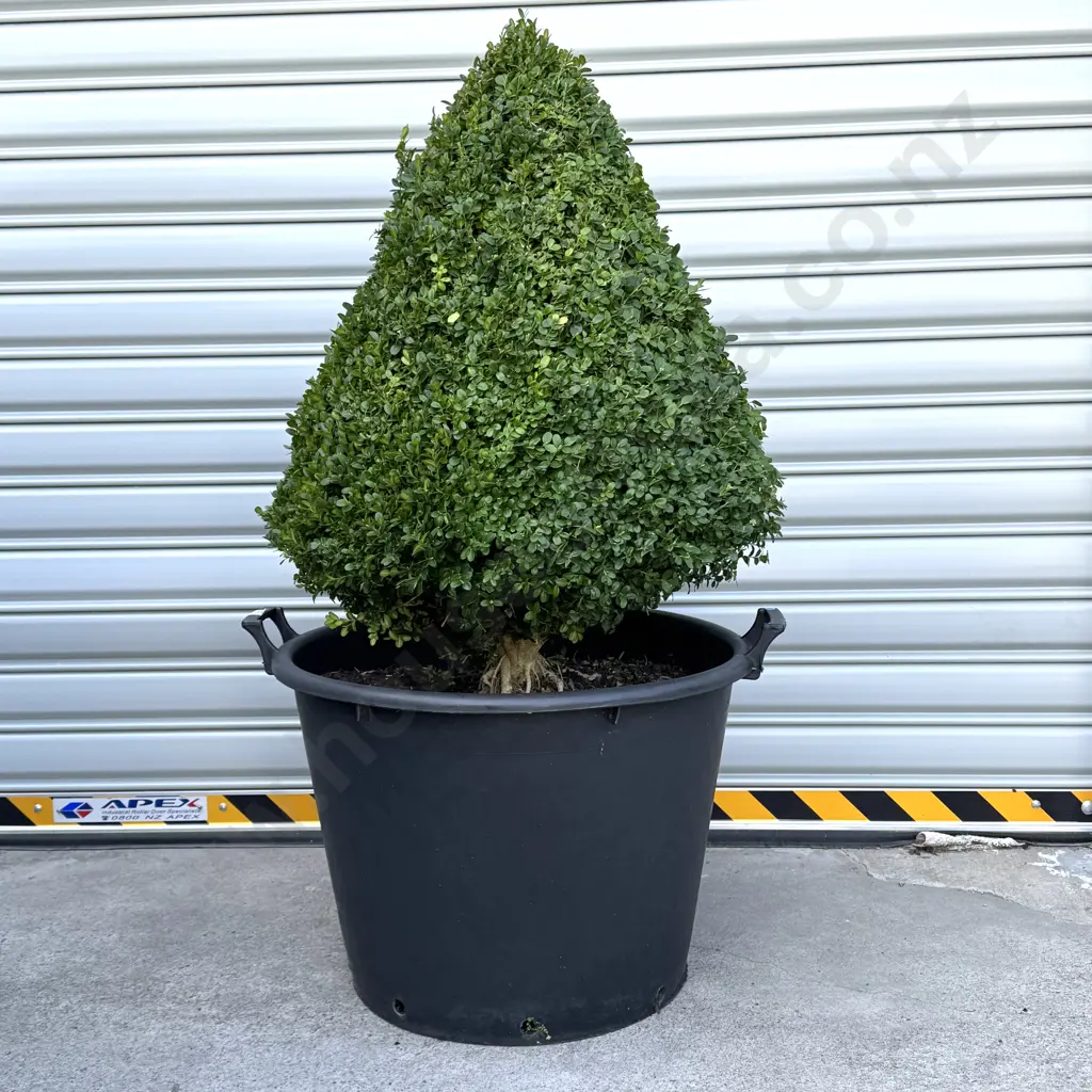Cone Shaped Buxus Suffruticosa, 25 Years + (Slow Growing), Hgt 800mm (approx) Image 1++