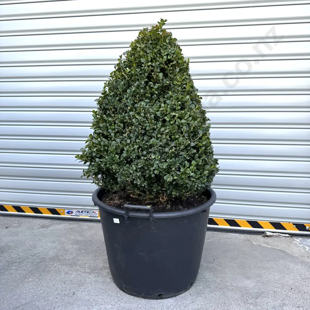 Pyramid Shaped Buxus Sempervirens ' Rotundiflora' w Dark Green Foliage, Age 18+ Years, Hgt 800mm (approx) Image 1++