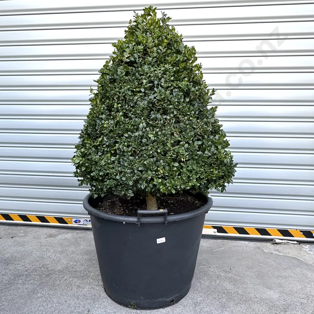 Pyramid Shaped Buxus Sempervirens ' Rotundiflora' w Dark Green Foliage, Age 18+ Years, Hgt 800mm (approx) Image 1++