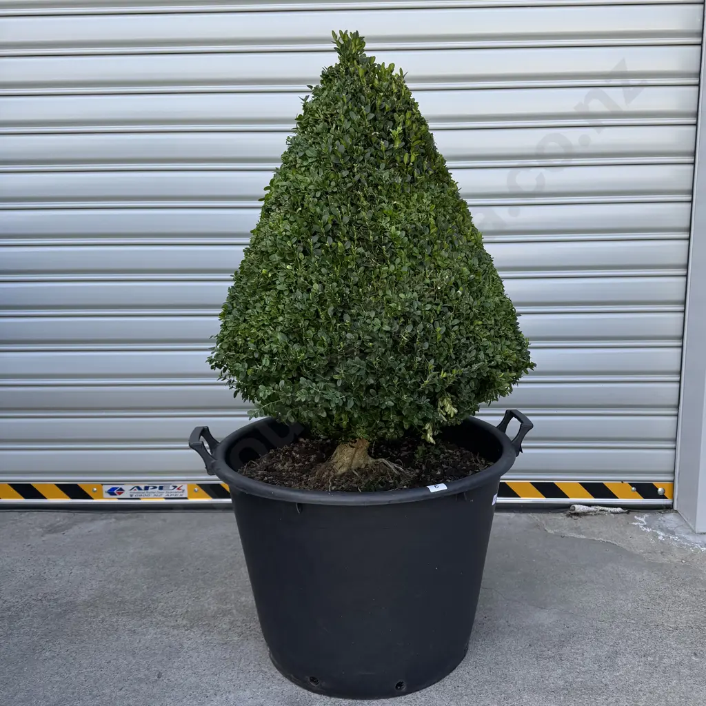 Cone Shaped Buxus Suffruticosa, 25 Years + (Slow Growing), Hgt 800mm (approx) Image 1++