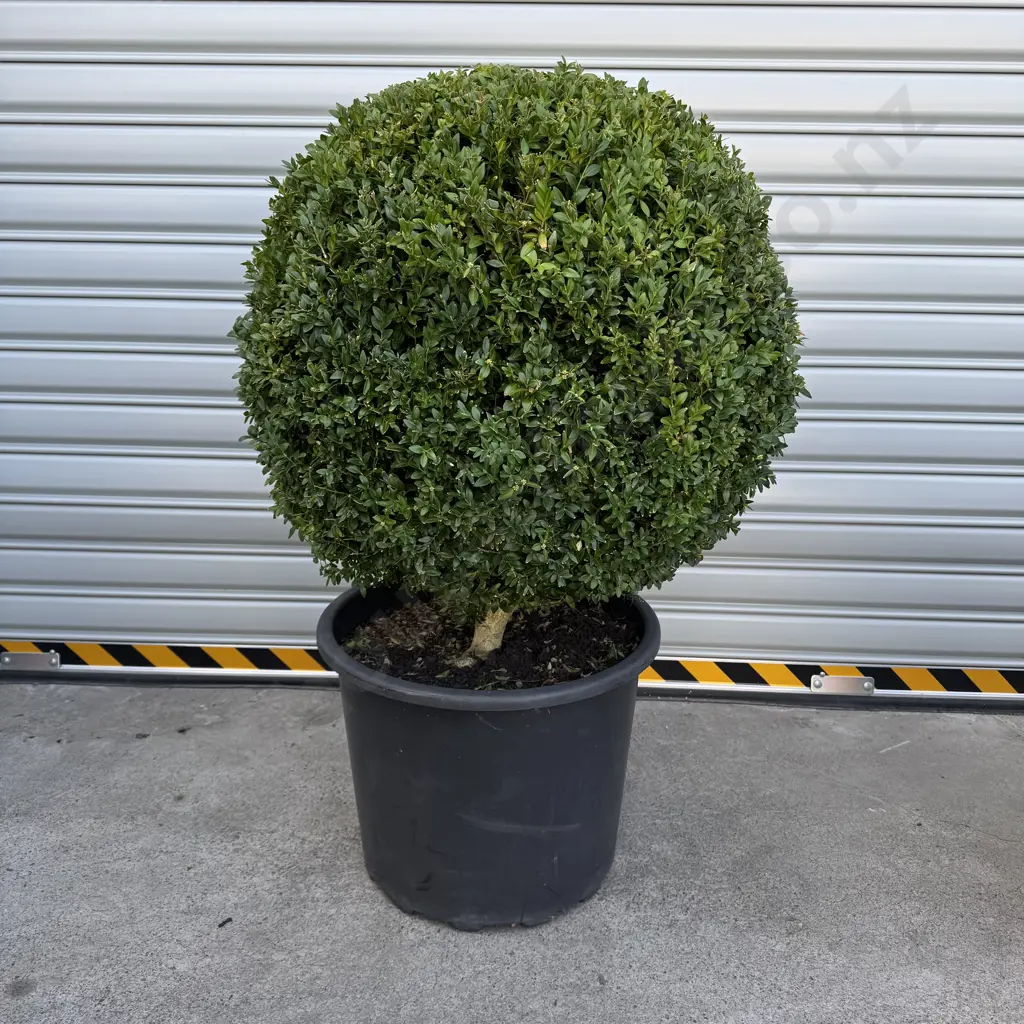 Ball Shaped Buxus Sempervirens, Height 700mm Image 1++