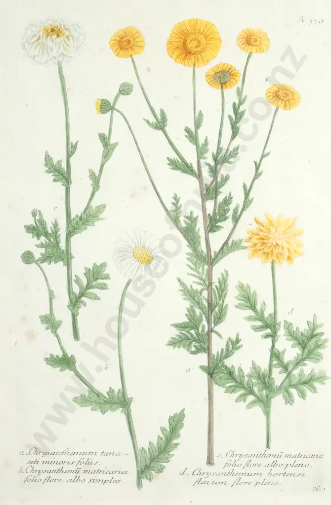 Botanical Print, Double Flowered Chrysanthemum from 'Phytanthoza Iconographic' by German Botanist JW Weinmann 1737-1745 Image 1++