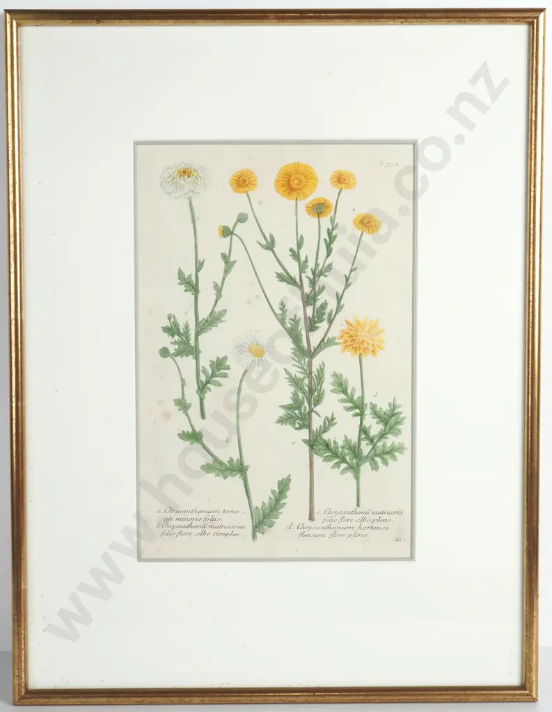 Botanical Print, Double Flowered Chrysanthemum from 'Phytanthoza Iconographic' by German Botanist JW Weinmann 1737-1745 Image 1++