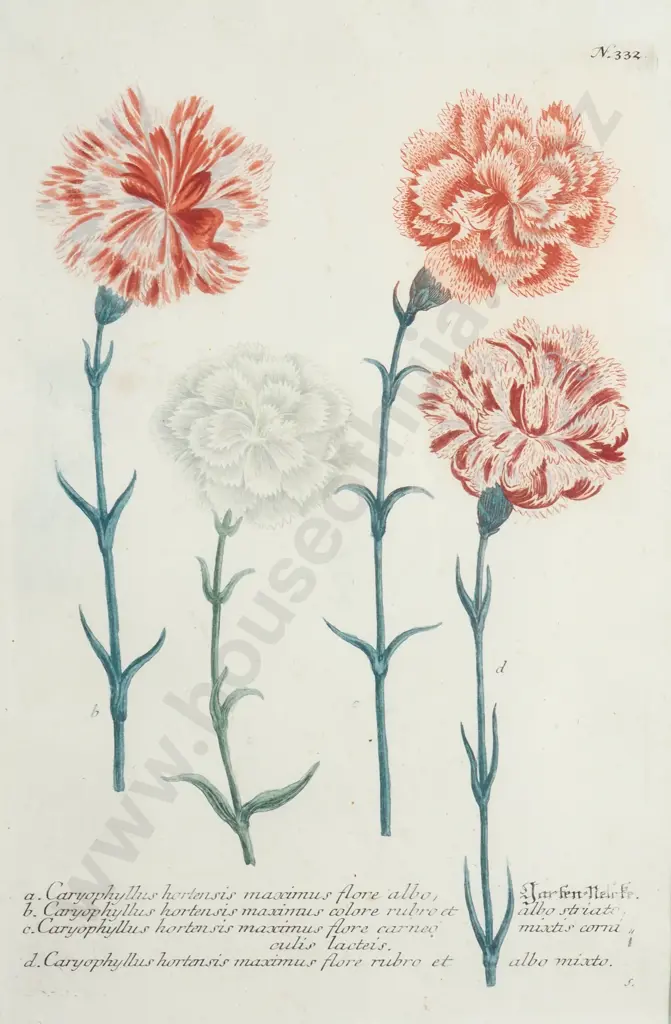 Botanical Print of Carnations from 'Phytanthoza Iconographic' by German Botanist JW Weinmann 1737-1745 Image 1++