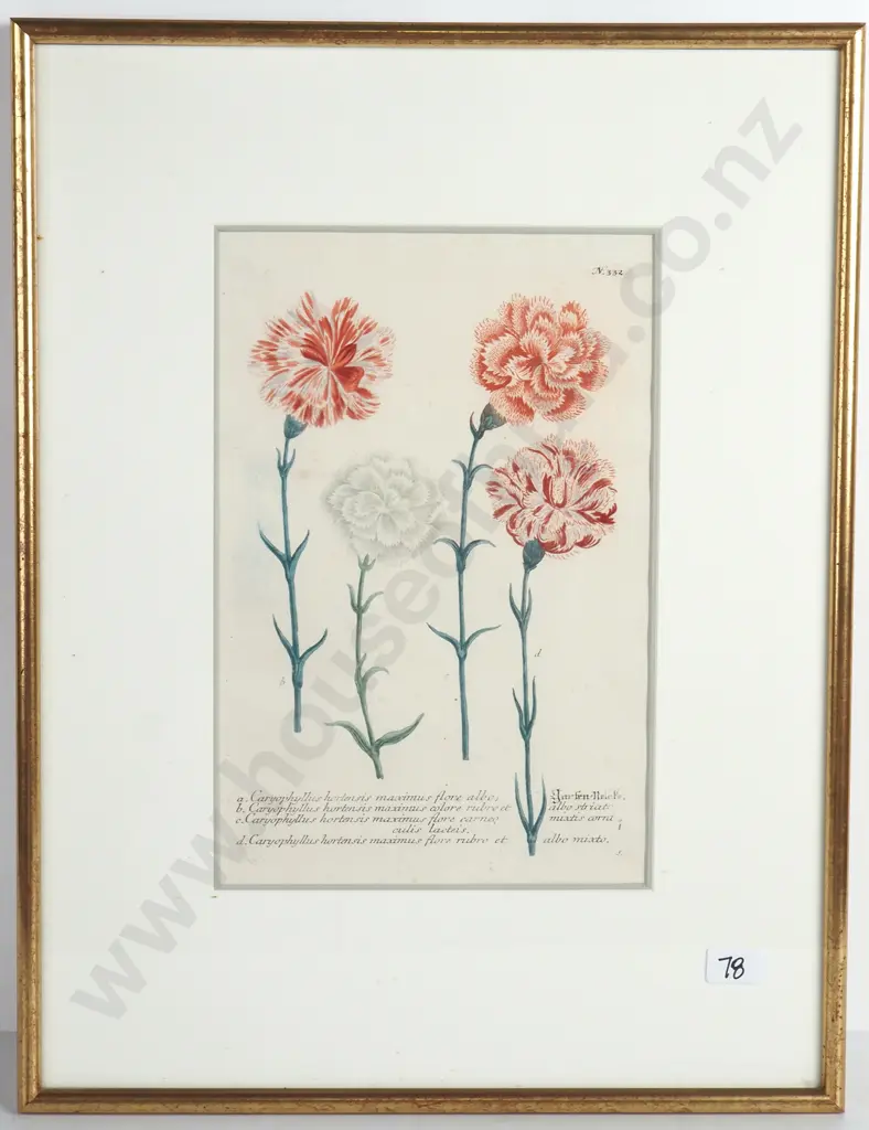 Botanical Print of Carnations from 'Phytanthoza Iconographic' by German Botanist JW Weinmann 1737-1745 Image 1++