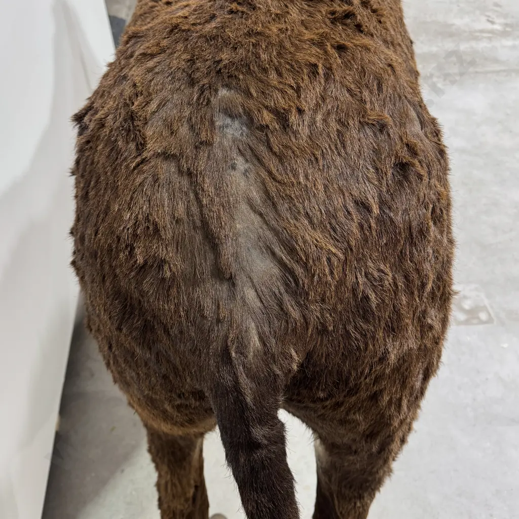 Full Mount Taxidermy of a Donkey Image 1++