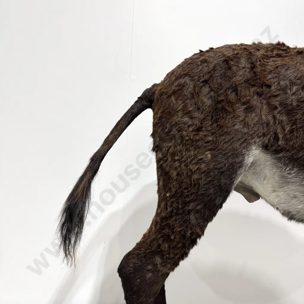 Full Mount Taxidermy of a Donkey Image 1++