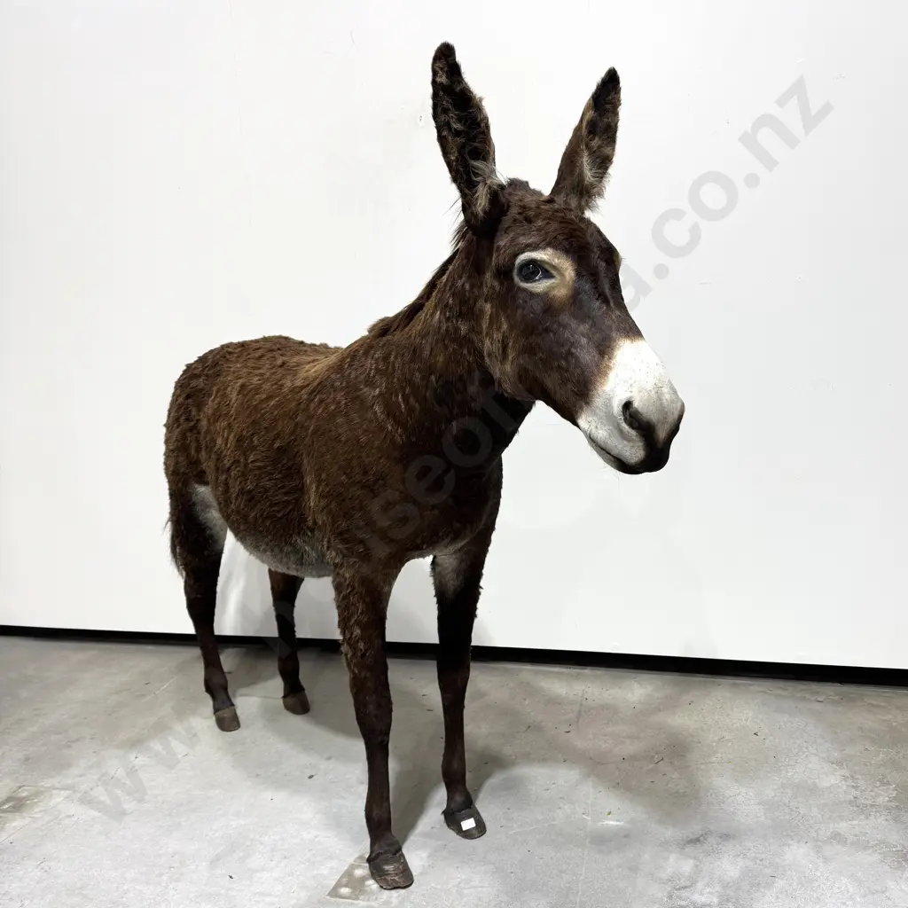 Full Mount Taxidermy of a Donkey Image 1++