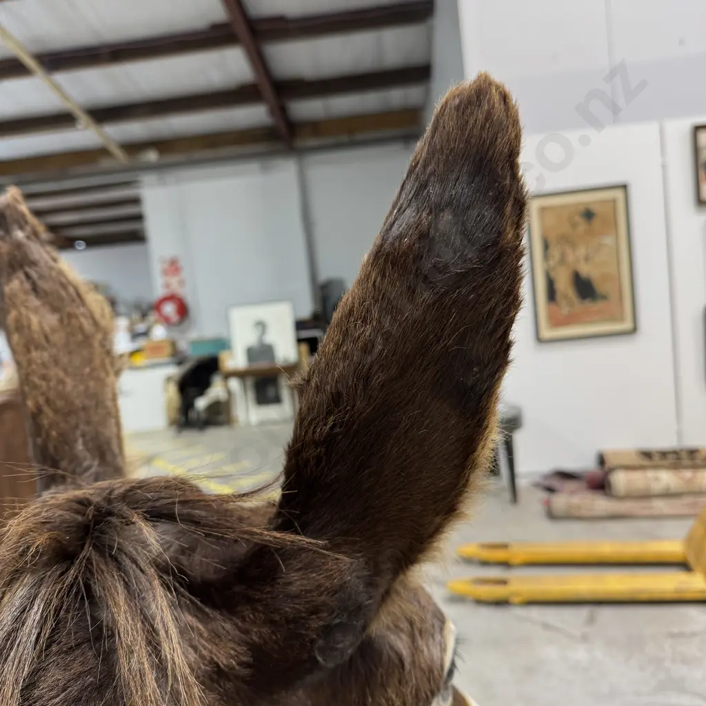 Full Mount Taxidermy of a Donkey Image 1++