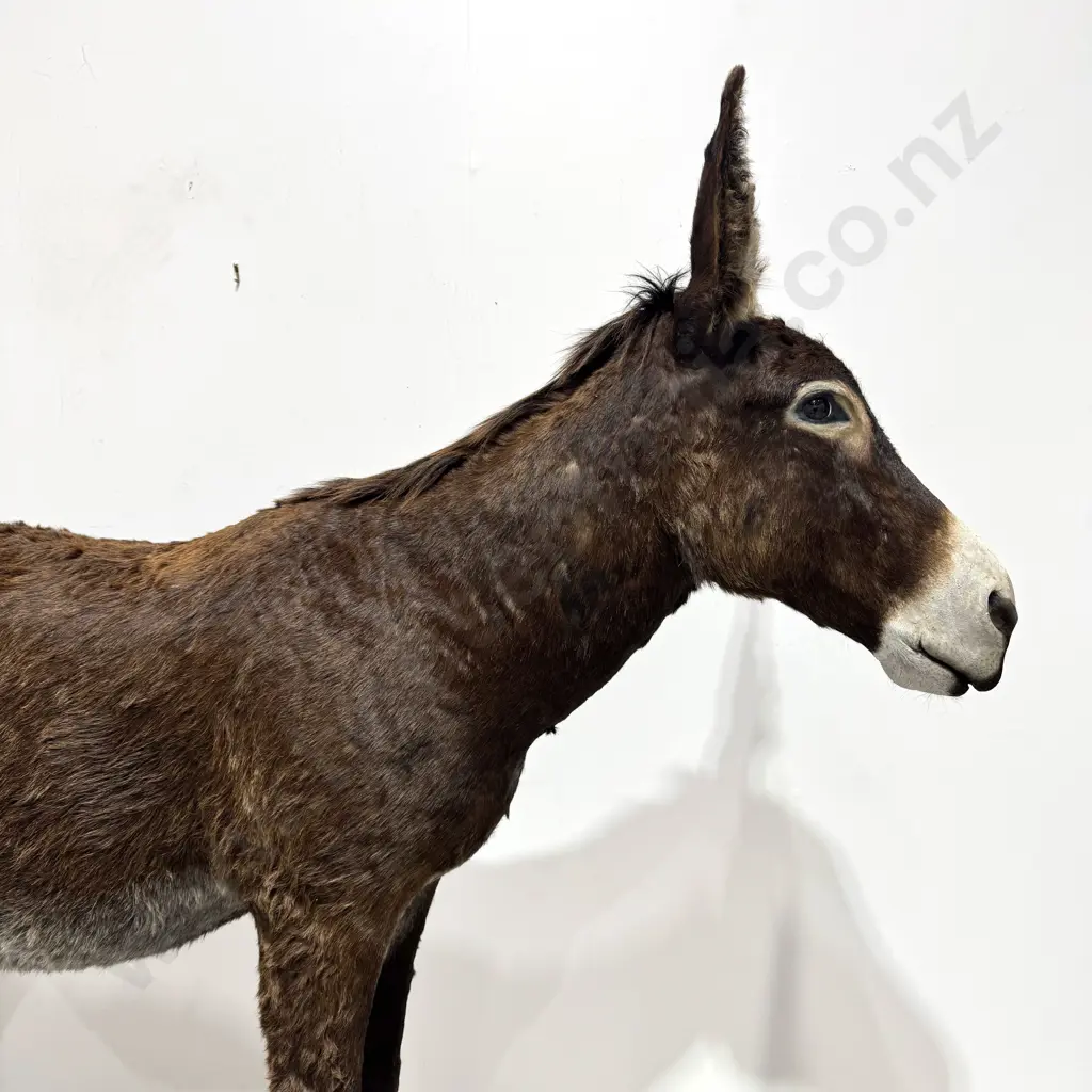 Full Mount Taxidermy of a Donkey Image 1++