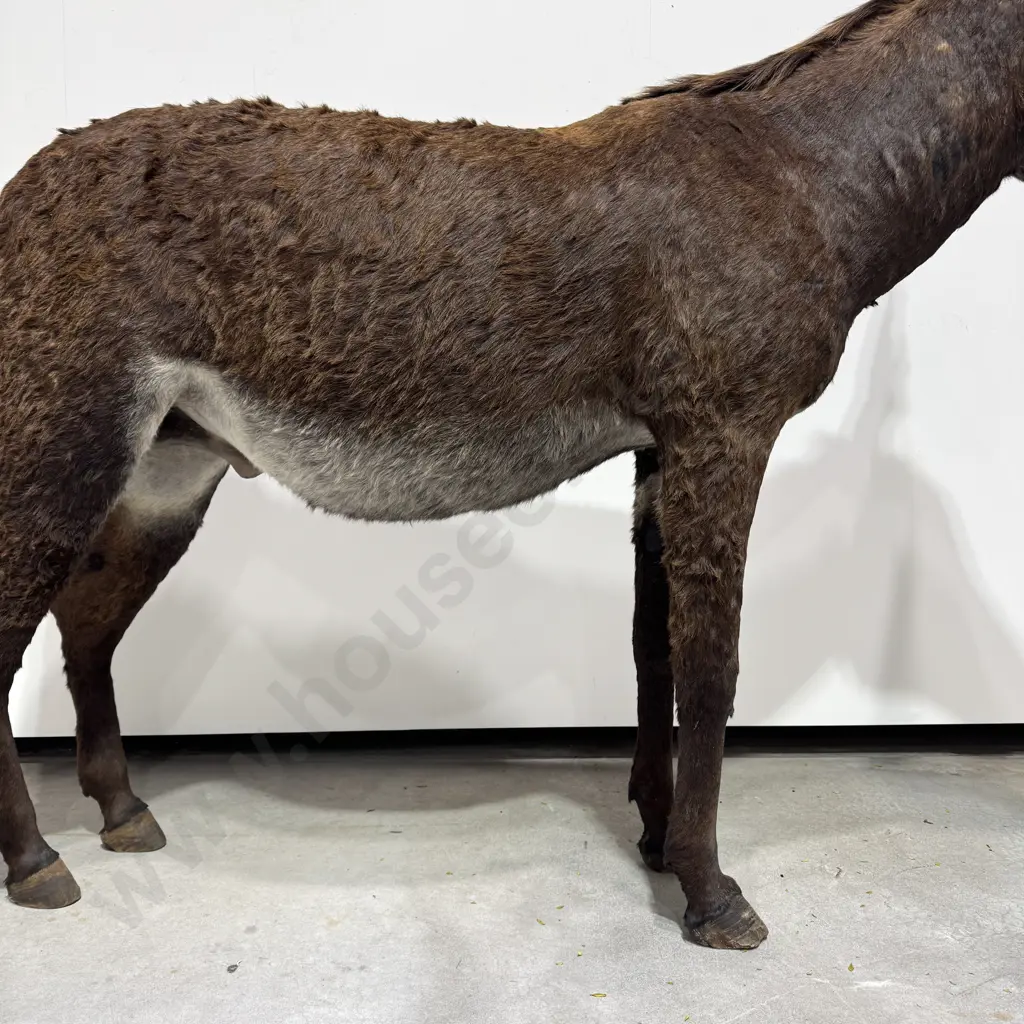 Full Mount Taxidermy of a Donkey Image 1++