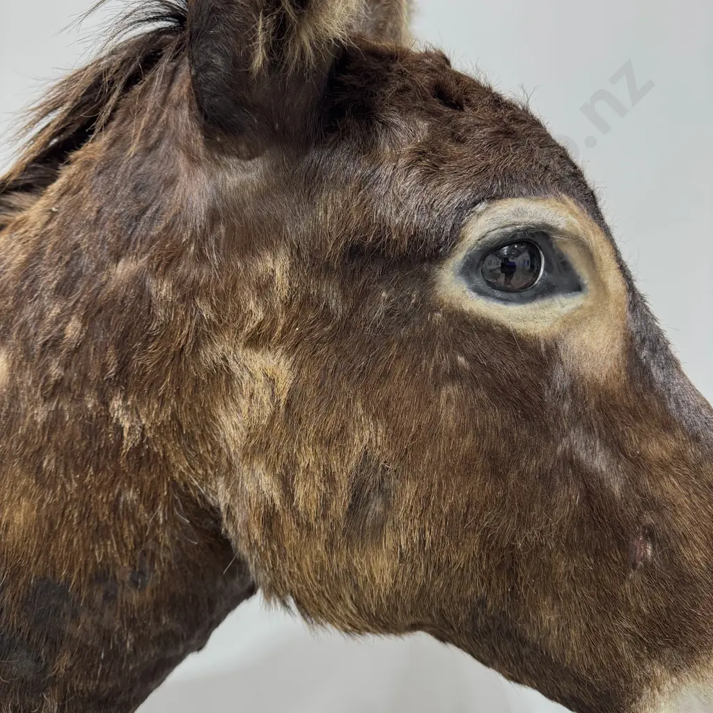 Full Mount Taxidermy of a Donkey Image 1++