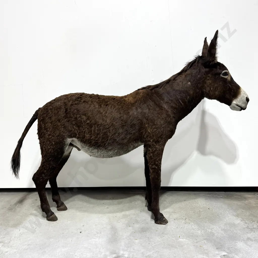 Full Mount Taxidermy of a Donkey Image 1++