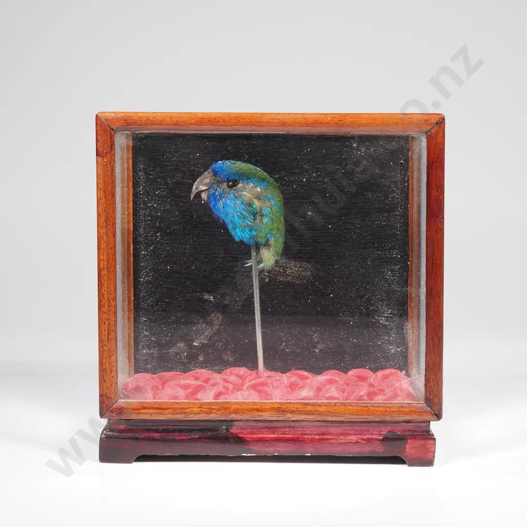 Taxidermy Display Featuring the Head of a Small Bird Image 1++