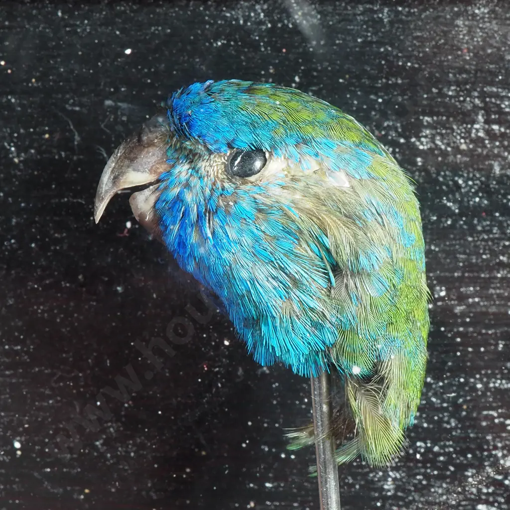 Taxidermy Display Featuring the Head of a Small Bird Image 1++