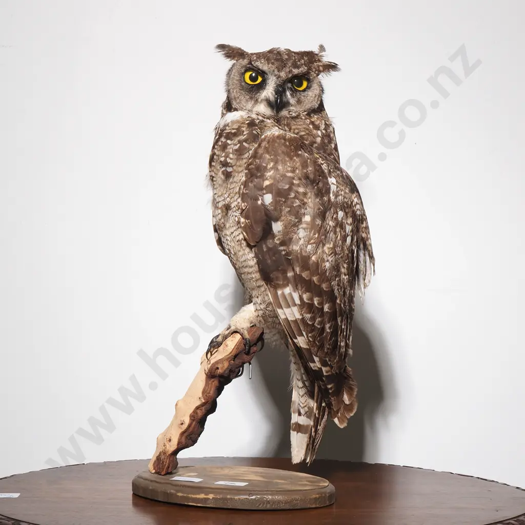 Full Mount of a Perching Spotted Eagle Owl Image 1++