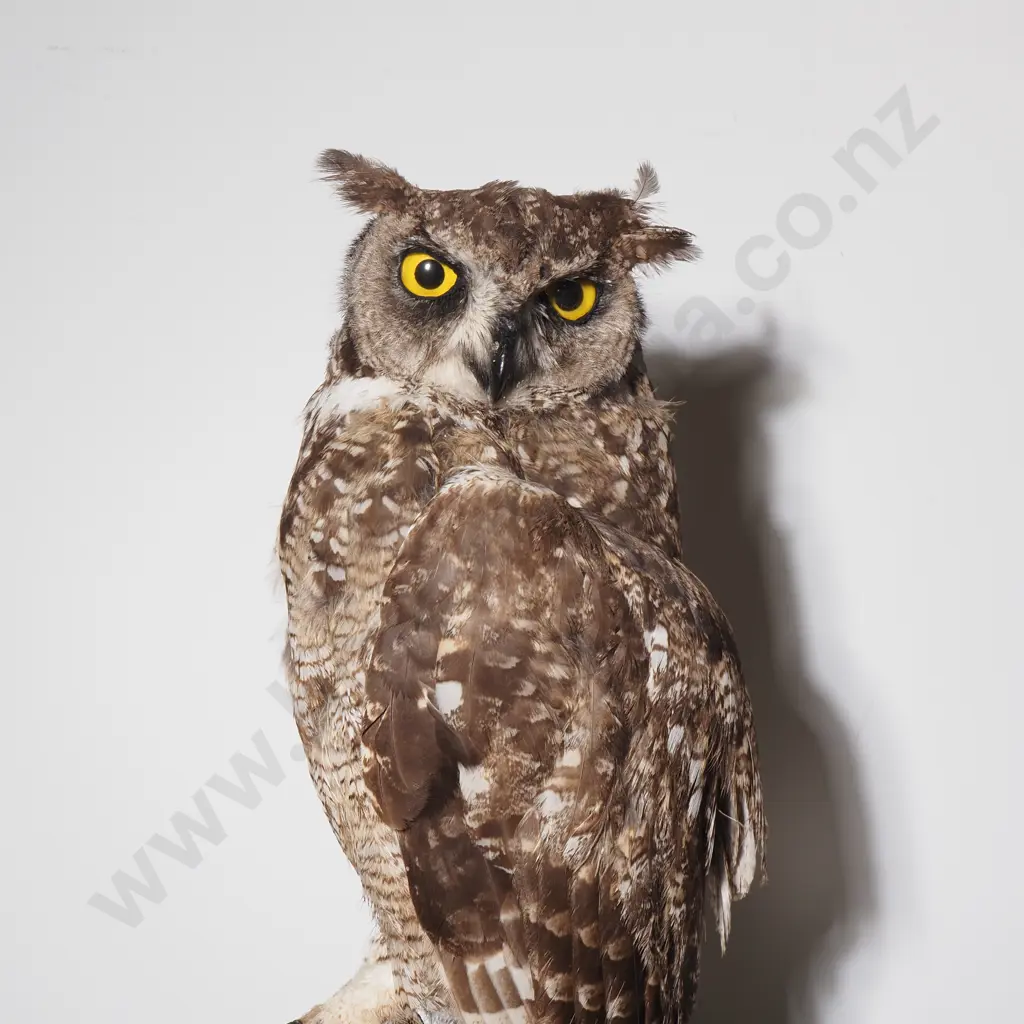 Full Mount of a Perching Spotted Eagle Owl Image 1++