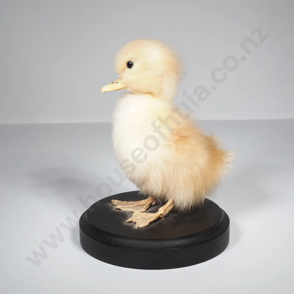 Yellow Domestic Duckling Image 1++