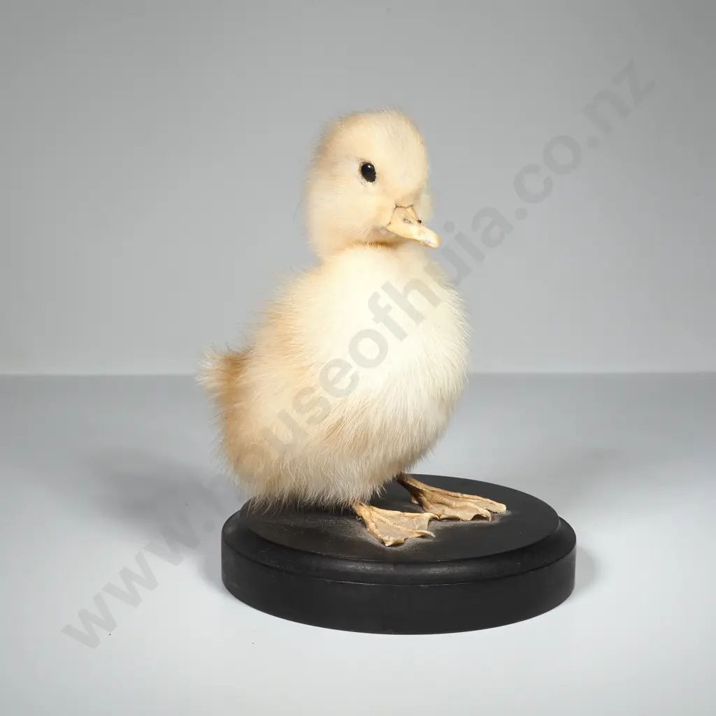 Yellow Domestic Duckling Image 1++
