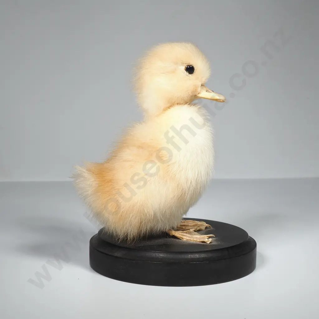 Yellow Domestic Duckling Image 1++