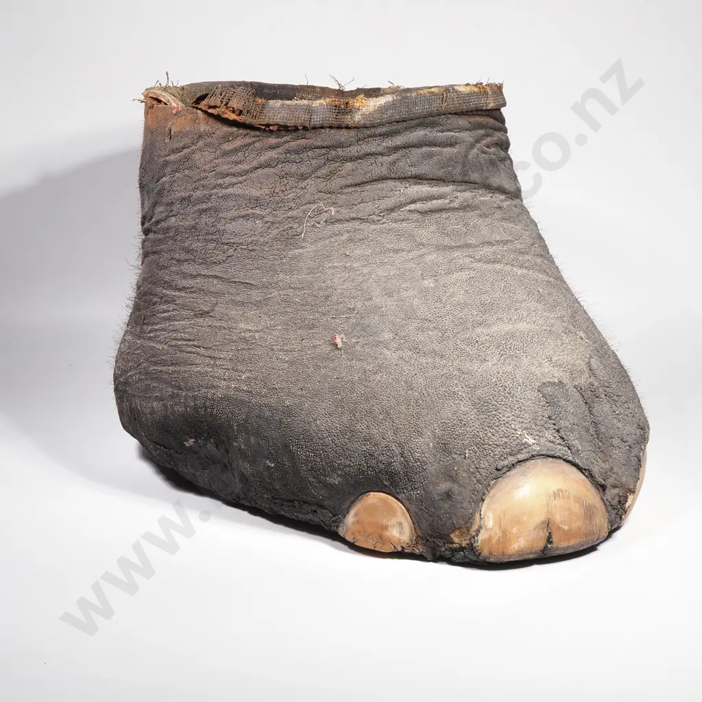 Antique Taxidermy Elephant Foot Wastepaper Bin Image 1++