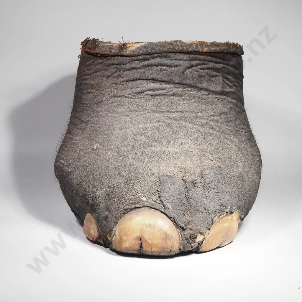 Antique Taxidermy Elephant Foot Wastepaper Bin Image 1++