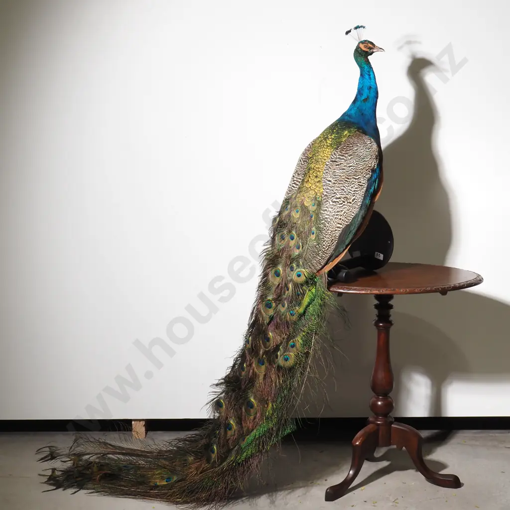 Wall Mounted Perching Peacock Image 1++