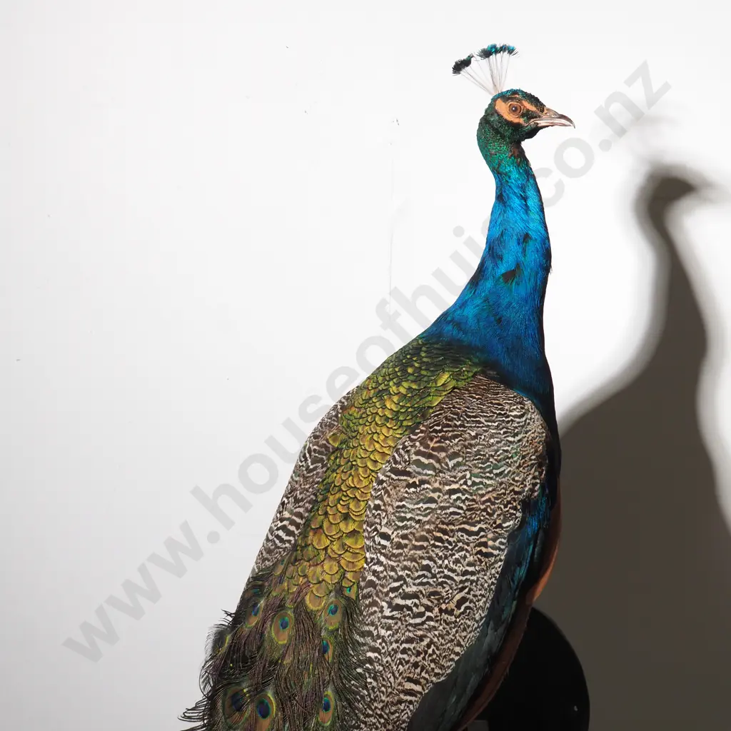 Wall Mounted Perching Peacock Image 1++
