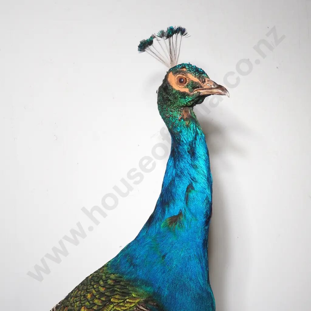 Wall Mounted Perching Peacock Image 1++