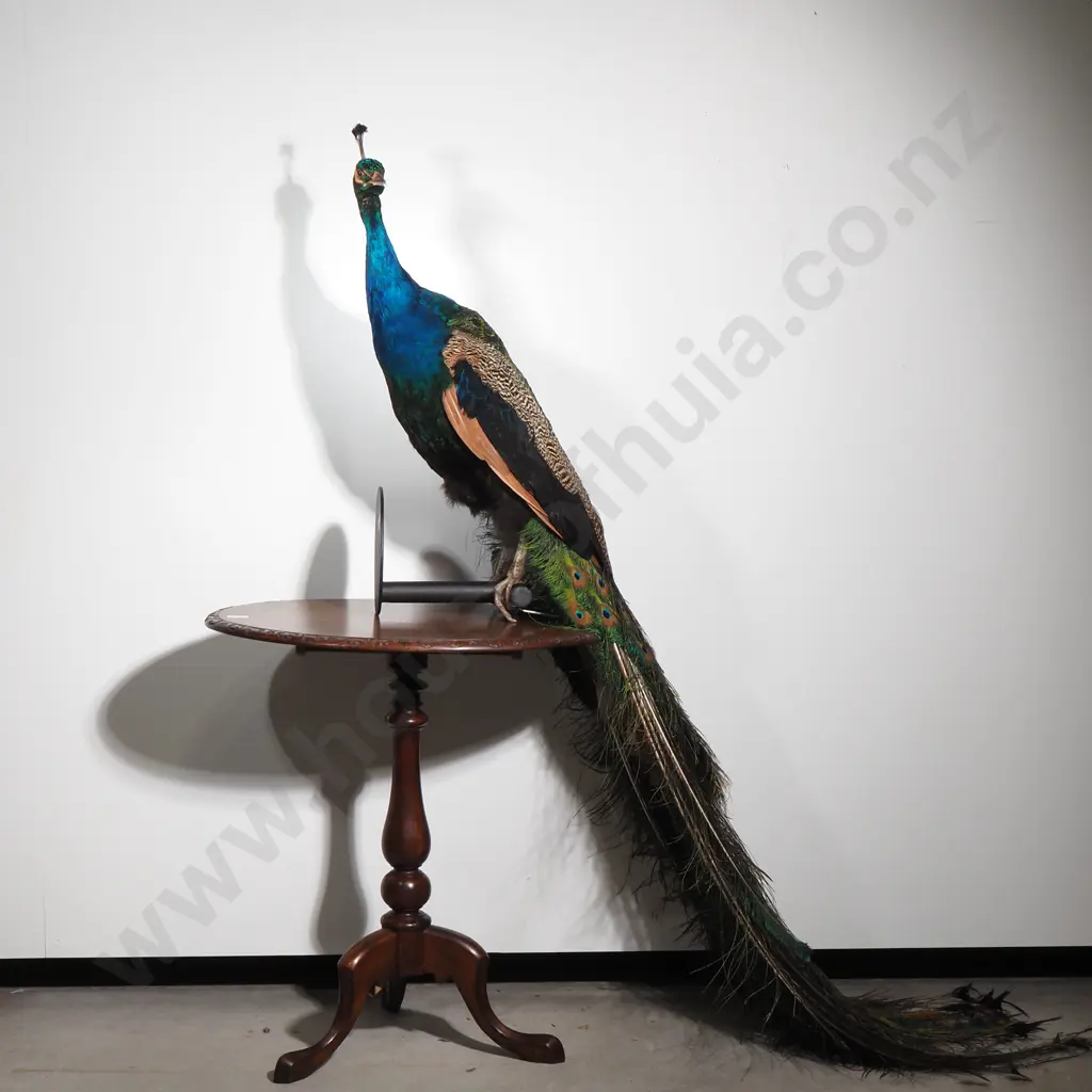 Wall Mounted Perching Peacock Image 1++