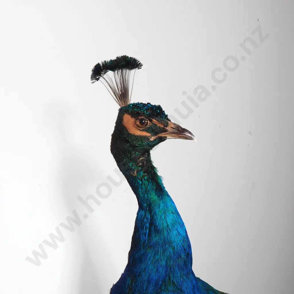 Wall Mounted Perching Peacock Image 1++