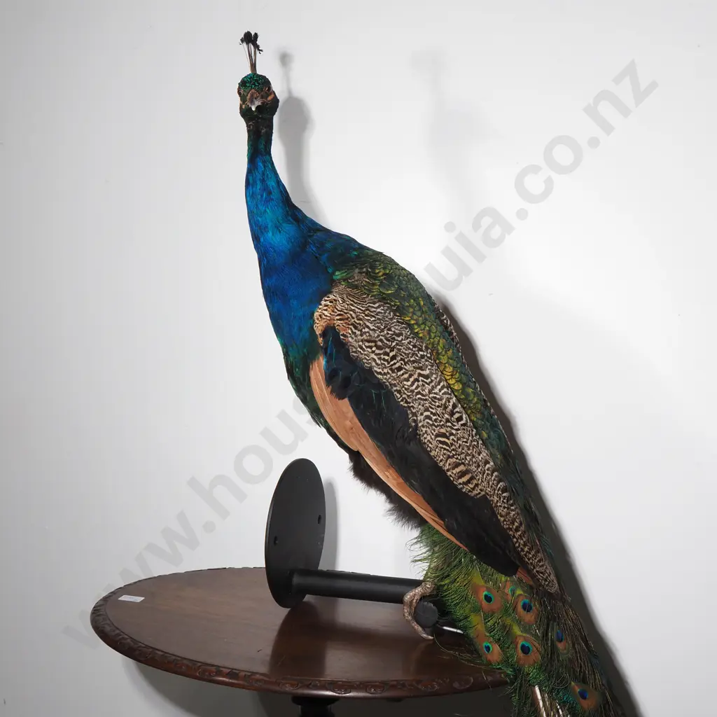 Wall Mounted Perching Peacock Image 1++