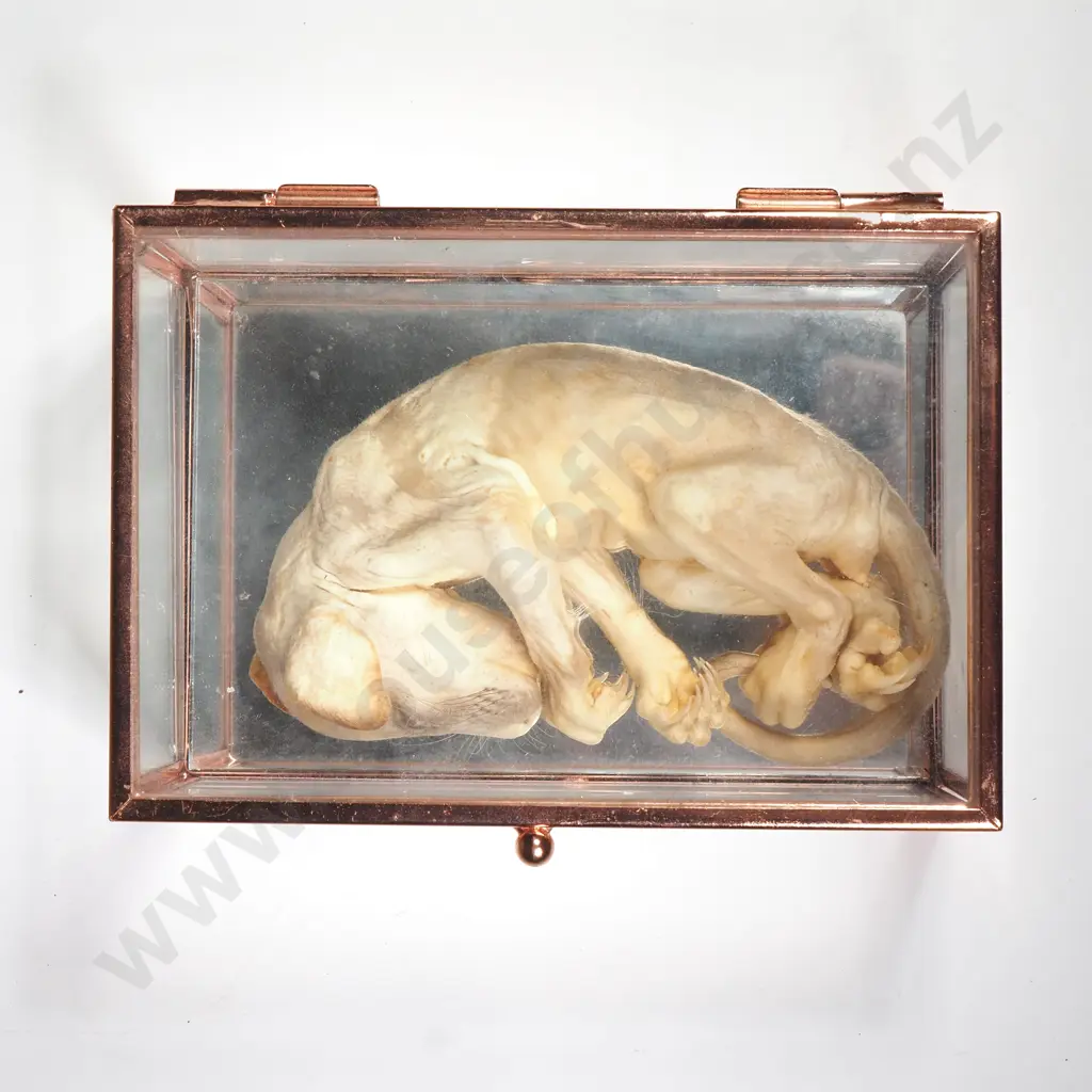 Mummified Newborn Dog in Glass Case Image 1++