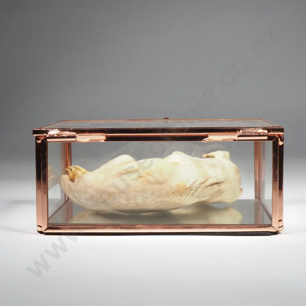 Mummified Newborn Dog in Glass Case Image 1++