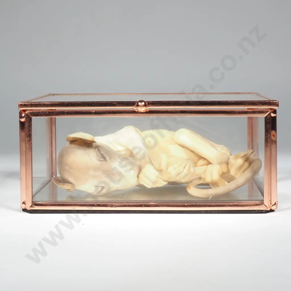 Mummified Newborn Dog in Glass Case Image 1++