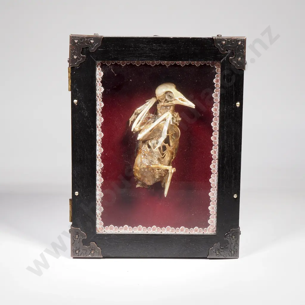 Bird Skeleton in a Shadow Box Frame Image 1++