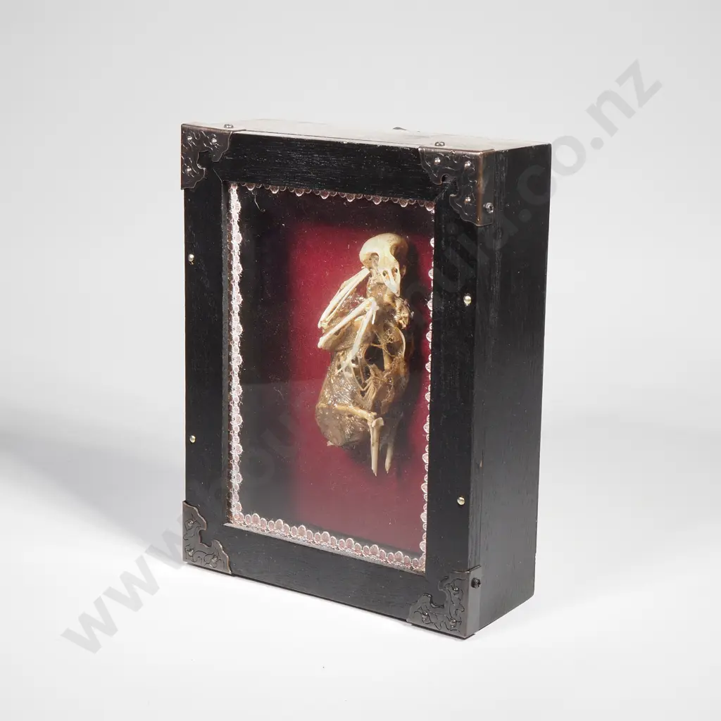 Bird Skeleton in a Shadow Box Frame Image 1++