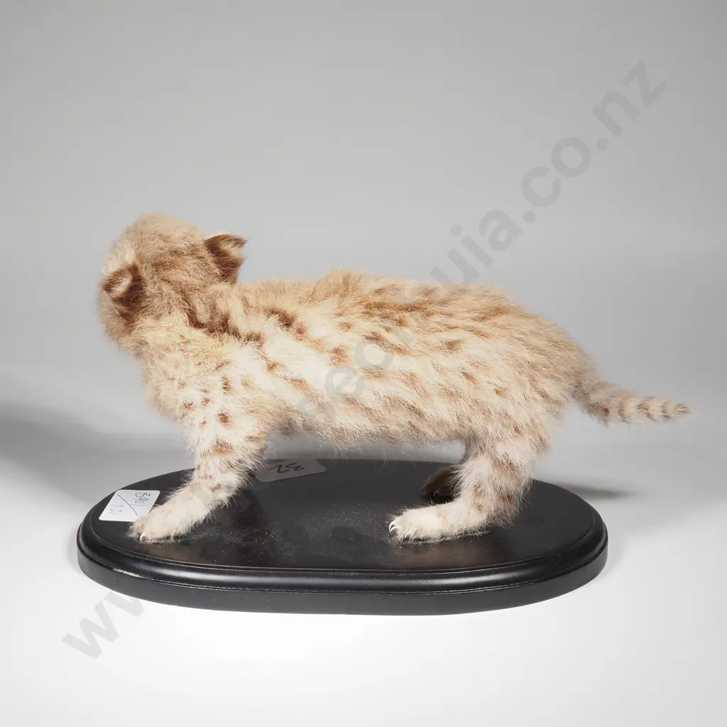 Full Mount of a Serval Kitten Image 1++