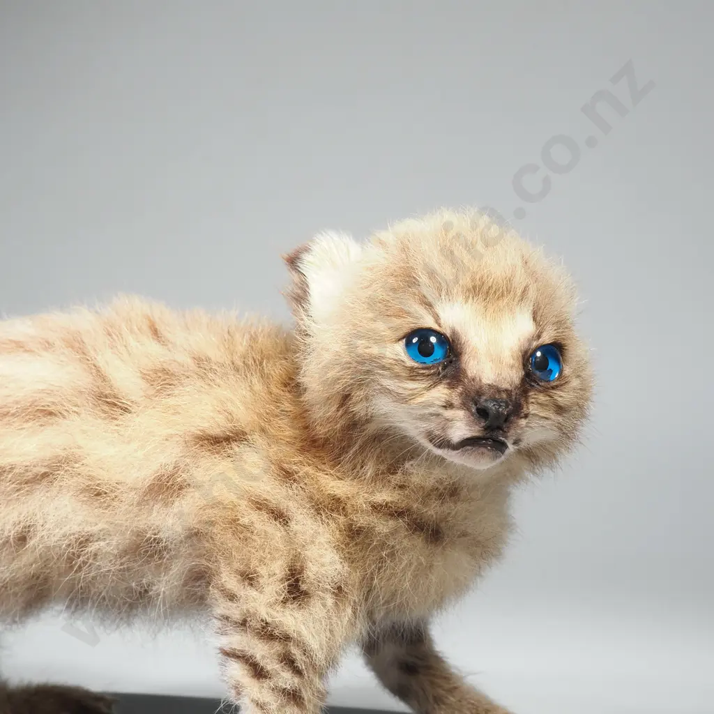 Full Mount of a Serval Kitten Image 1++