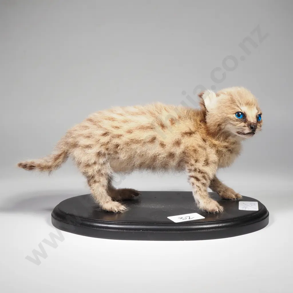 Full Mount of a Serval Kitten Image 1++