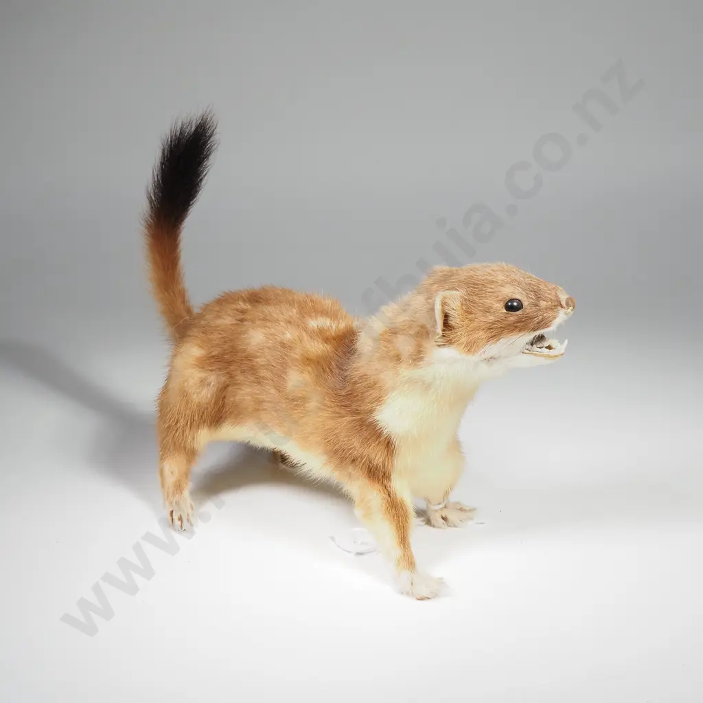 Small Taxidermy Weasel on All Fours Image 1++