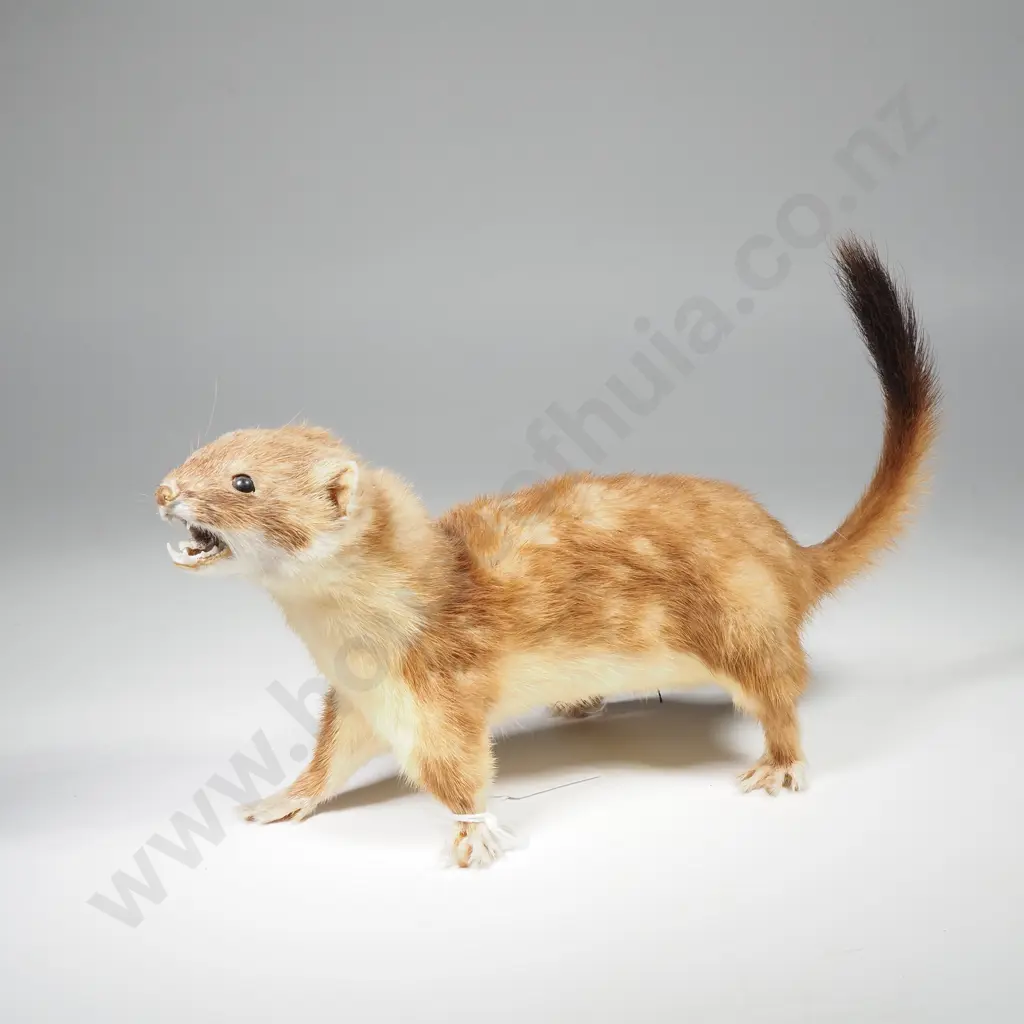 Small Taxidermy Weasel on All Fours Image 1++